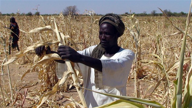 Les systèmes alimentaires de l'Afrique, actuellement évalués à 313 milliards de dollars annuels à partir de l'agriculture, pourraient tripler d'ici 2030