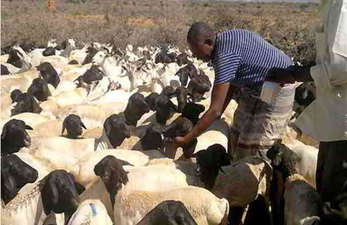 La Somalie enregistre des exportations record de 5 millions de têtes de bétail en 2014