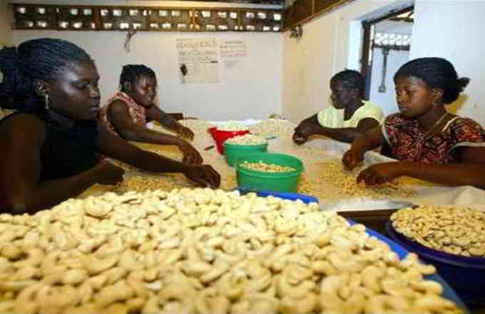 Les noix de cajou devraient hisser le PIB de la Guinée-Bissau à 6% e 2016