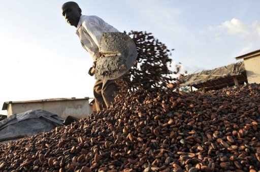 La Cu00f4te du2019Ivoire est le pays des bons et des mauvais records. Bon record pour le cacao, dont elle est le premier producteur mondial, et bon record pour le café, dont elle est le troisiu00e8me producteur au monde. Mauvais record puisque ses paysans y ont un niveau de vie particuliu00e8rement bas. | Crédits photo : AFP